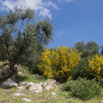 Masseria Bufolaria - Ugento