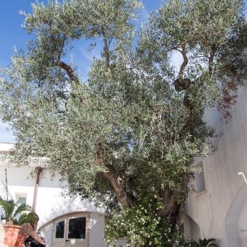 Masseria Bufolaria - Ugento