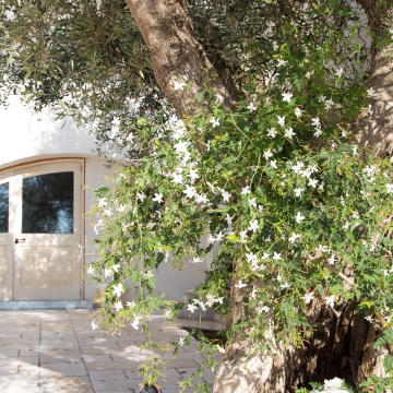 Masseria Bufolaria - Ugento