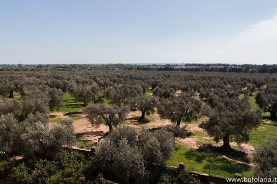 Masseria Bufolaria - Ugento